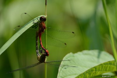 Skimmer: Symptrum claireur (White-faced meadowhawk)