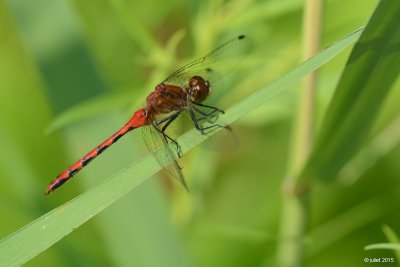 Skimmer: Symptrum claireur male  (White-faced meadowhawk)