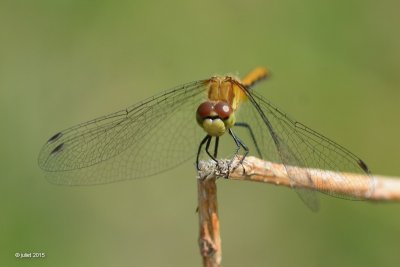 Skimmer: Symptrum claireur female  (White-faced meadowhawk)