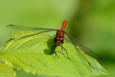 Skimmer: Symptrum claireur male  (White-faced meadowhawk)