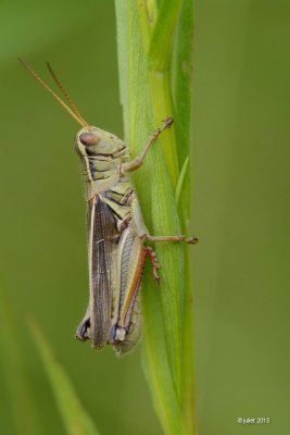 Sauterelle (Grasshopper)