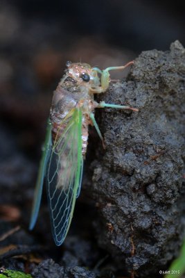 Cigale caniculaire (Cicada: Dogday Harvestfly) 