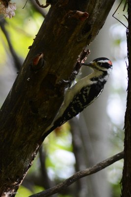 Pic chevelu (Hairy woodpecker)