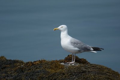 Goéland argenté (Herring gull)