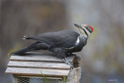 Grand pic (Pileated woodpecker)