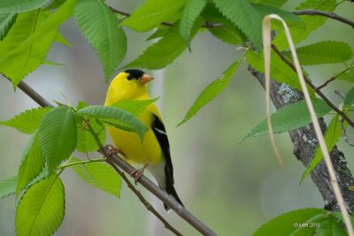 Chardonneret jaune (American goldfinch)