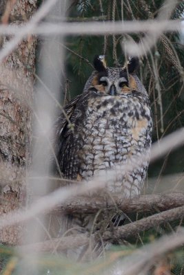 Hibou moyen-duc (Long-eared owl)
