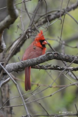 Cardinal rouge (Northern cardinal)