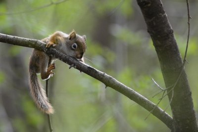 Écureuil roux jeune (Red squirrel)