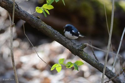 Paruline bleue (Black-throated blue warbler)