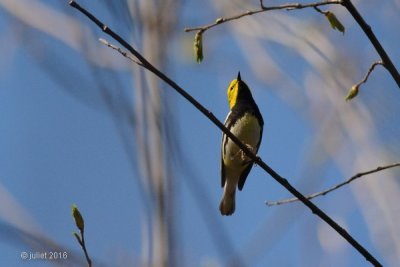 Paruline  gorge noire (Black-throated green warbler)