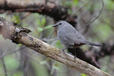 Moqueur chat (Gray catbird)