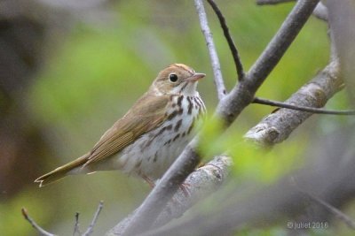 Paruline couronne (Ovenbird)