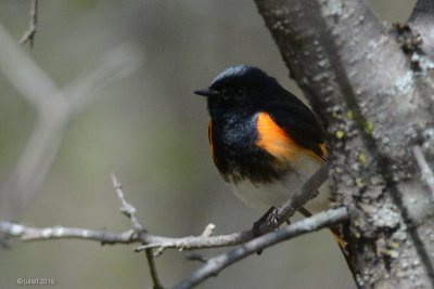 Paruline flamboyante (American redstart)