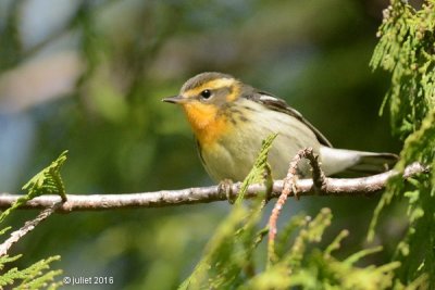 Paruline  gorge orange (Blackburnian warbler)