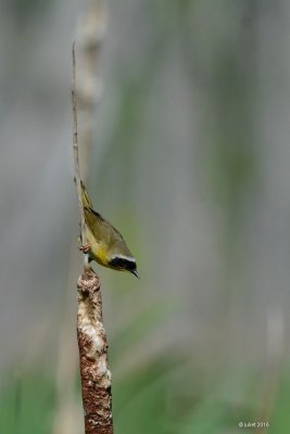 Paruline masque (Common yellowthroat)