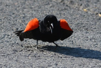 Carouge  paulettes (Red-winged blackbird)