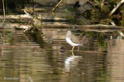 Chevalier solitaire (Solitary sandpiper)