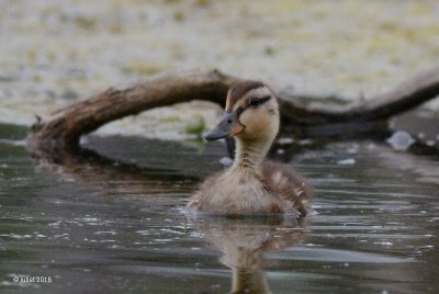 Canard Colvert (Mallard)