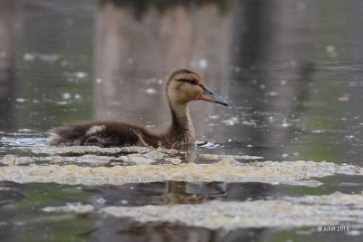 Canard Colvert (Mallard)