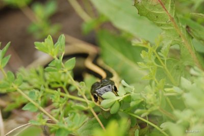 Couleuvre rayée (Common gartersnake)