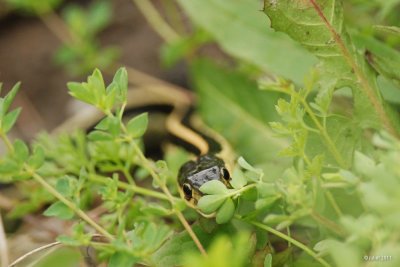 Couleuvre raye (Common gartersnake)