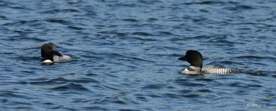 Plongeon huard (Common loon)