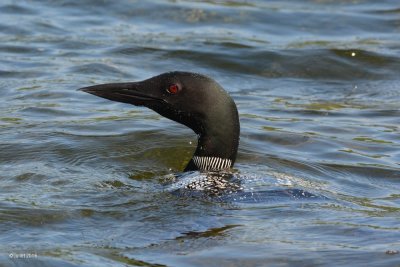 Plongeon huard (Common loon)