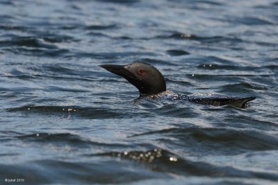 Plongeon huard (Common loon)