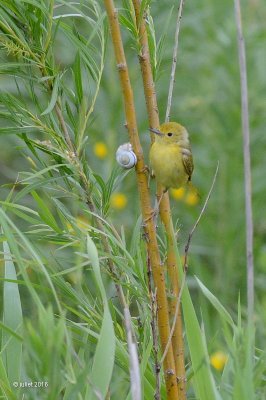 Paruline jaune, jeune (Yellow warbler)