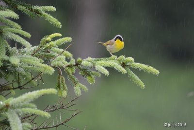 Paruline masque (Common yellowthroat)