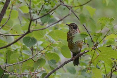 Merle d'Amrique jeune (American robin)