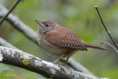 Troglodyte familier (House wren)