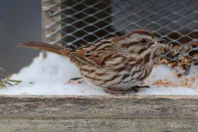 Bruant chanteur (Song sparrow)