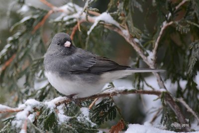 Junco ardois (Dark-eyed junco)