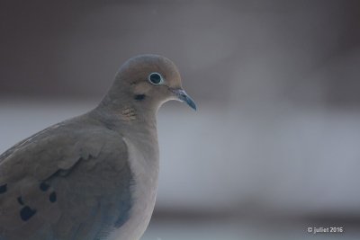 Tourterelle triste (Mourning dove)