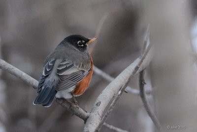 Merle d'Amrique (American robin)