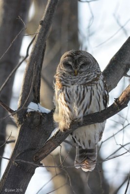 Chouette raye (Barred owl)