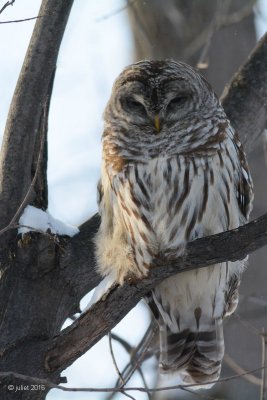 Chouette raye (Barred owl)