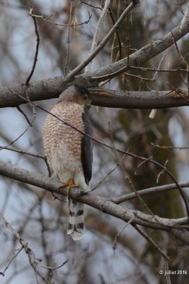 Épervier de Cooper (Cooper's hawk)