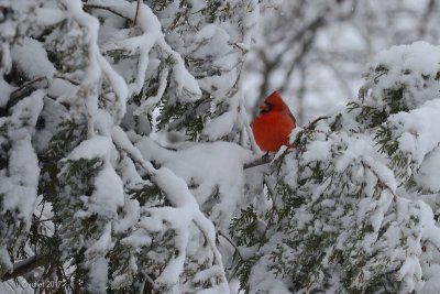 Cardinal rouge (Northern cardinal)