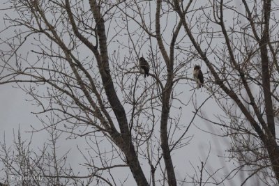 Buse  queue rousse (Red-tailed hawk)