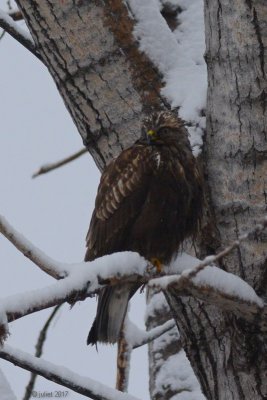 Buse pattue (Rough-legged hawk)