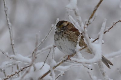 Bruant  gorge blanche (White-throated sparrow)
