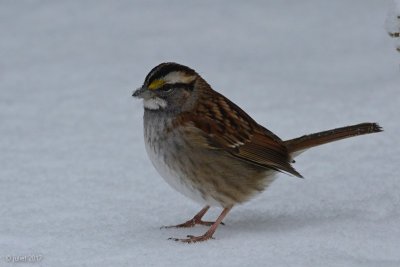 Bruant  gorge blanche (White-throated sparrow)