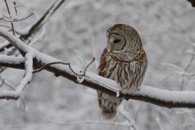 Chouette raye (Barred owl)