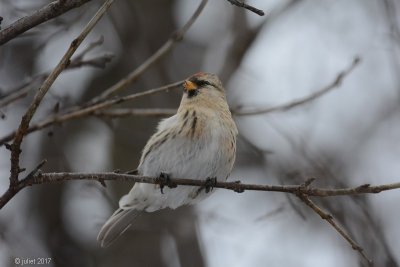 Sizerin flamm (Common redpoll)