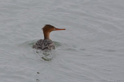Harle huppé (Red-breasted merganser)
