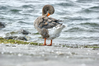 Ducks, Geese and Swans