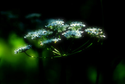 Nature Images from my Archive: JUL 2009